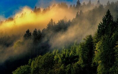 ALEMANIA, EL RELAX DEL BAÑO FORESTAL