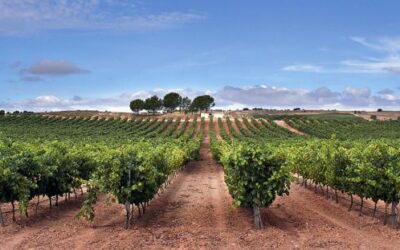 VIAJE POR LAS RIBERAS DEL DUERO, VIVE LA RUTA DEL VINO