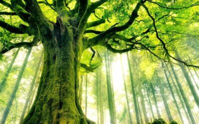 LA MAGIA DEL BOSQUE DEL MAGO MERLÍN: BROCÉLIANDE