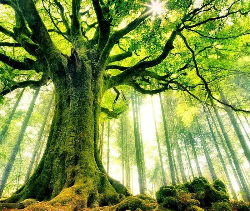 El Bosque del Mago Merlín, Brocéliande, une la belleza de la naturaleza y antiguas leyendas del famoso mago y su amada, La Dama del Lago