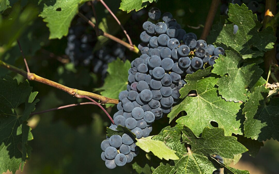 LA PALMA «RUTA DEL VINO»