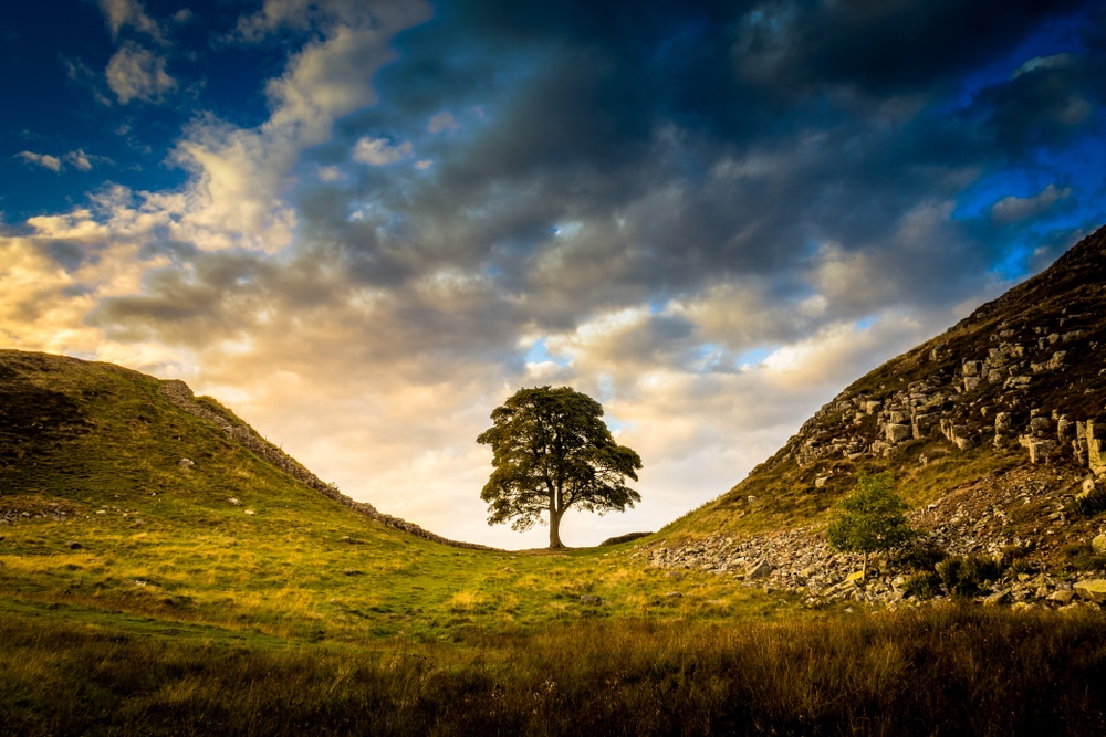 Uno de los árboles más fotografiados y filmados del mundo es el Sycamore Gap