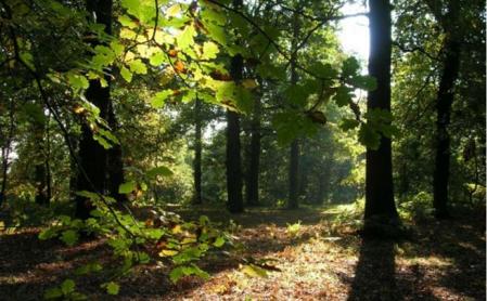 El Bosque de Sherwood es mundialmente conocido