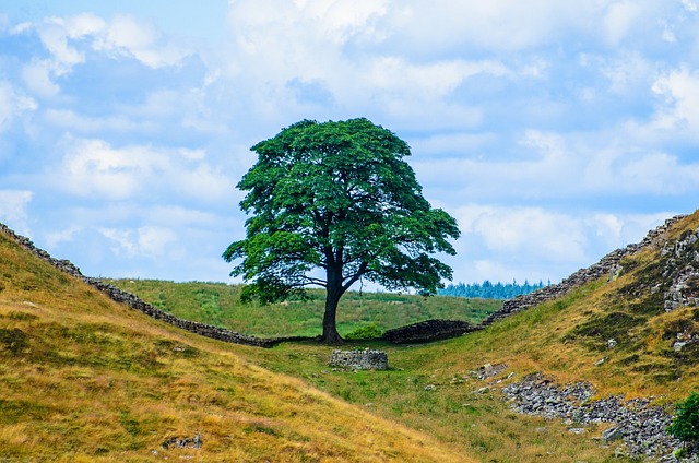 El Sycamore Gap Tree es uno de los árboles más famosos de Reino Unido