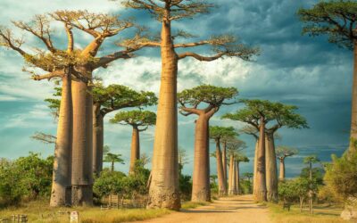MADAGASCAR, PASEO ENTRE BAOBABS