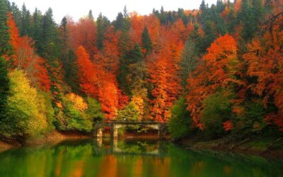 VIAJE A LA SELVA DE IRATI, VIVE LA MAGIA DEL OTOÑO