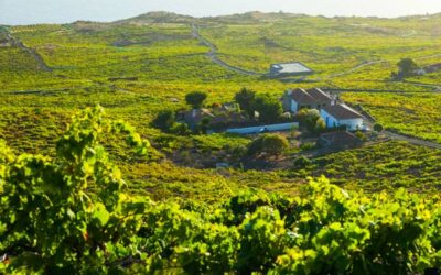 VIAJE A LA PALMA, RUTA DEL VINO