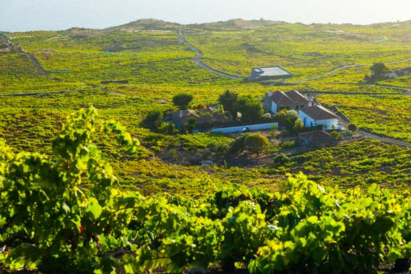 Nuestro próximo viaje a La Palma te invita a conocer esta maravillosa isla a través de la ruta del vino