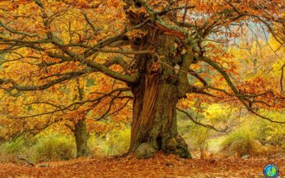 CASTAÑAR DE EL TIEMBLO, YA LLEGÓ EL OTOÑO