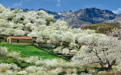 VALLE DEL JERTE, EXPLOSIÓN DE CULTURA Y COLOR