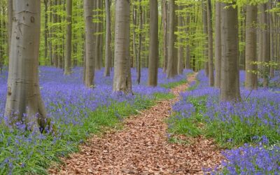 EL BOSQUE AZUL DE HALLE, BÉLGICA