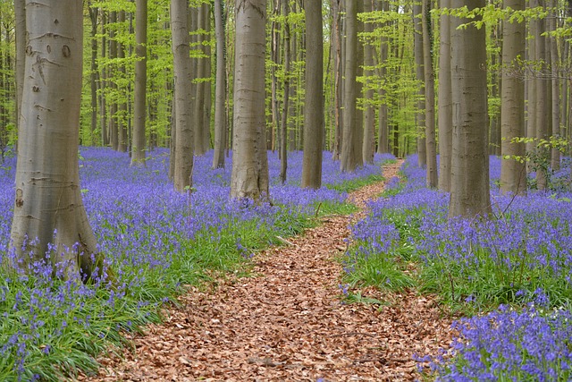 El Bosque Azul, ubicado muy cerca de Bruselas, debe su nombre a la floración del jacinto