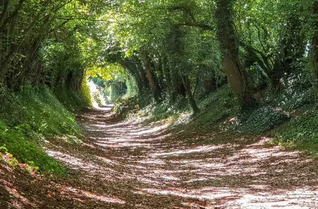 HALNAKER, UN REFUGIO NATURAL EN INGLATERRA