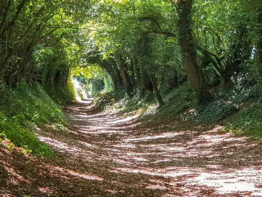 HALNAKER, UN REFUGIO NATURAL EN INGLATERRA - Viaja con Aguere