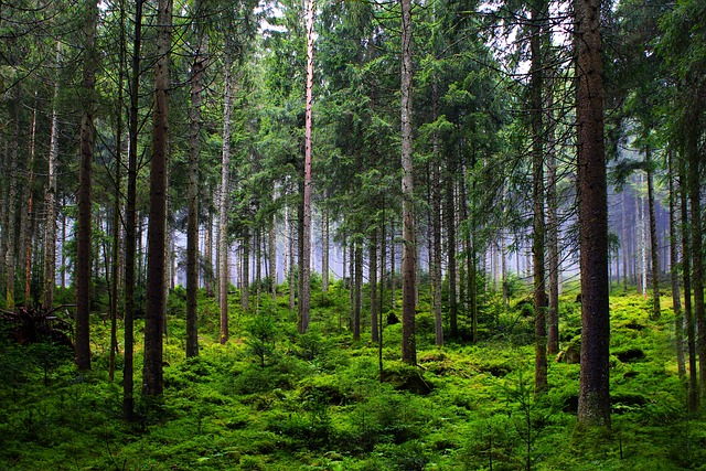 BOSQUE DE SEQUOYAS DE CABEZÓN DE LA SAL, CANTABRIA