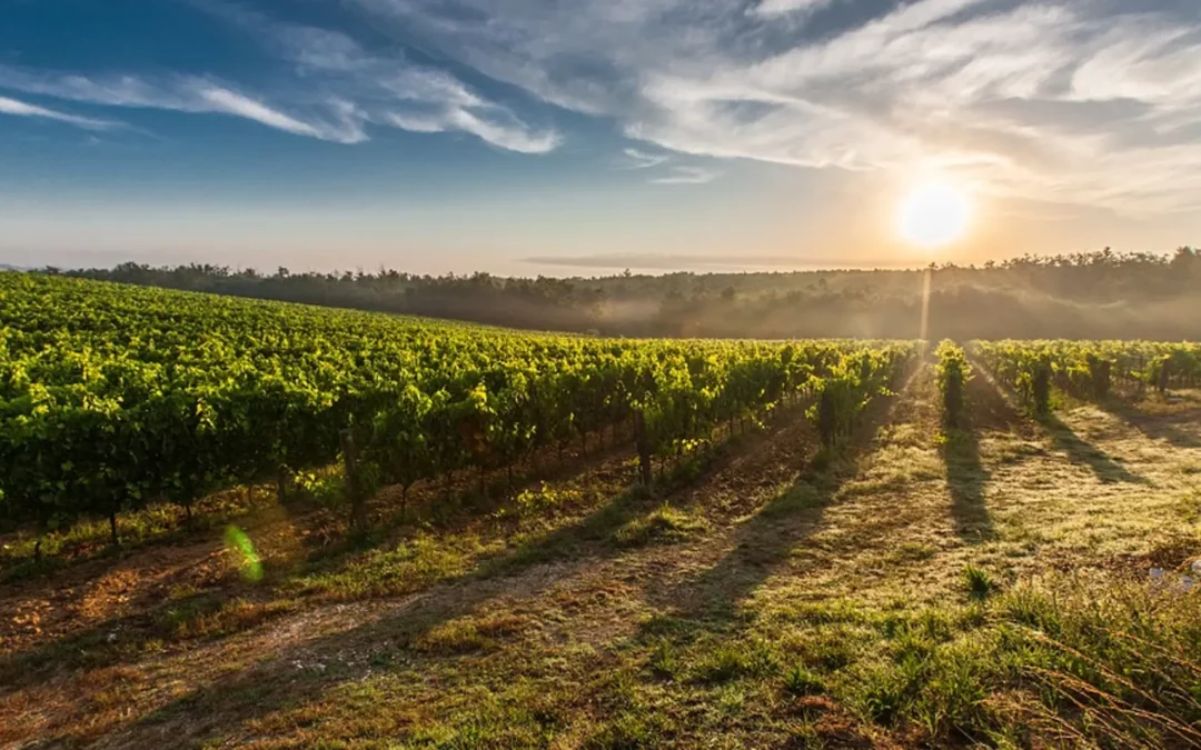 En el mes de mayo nos vamos de viaje "de bodegas por Castilla - La Mancha"