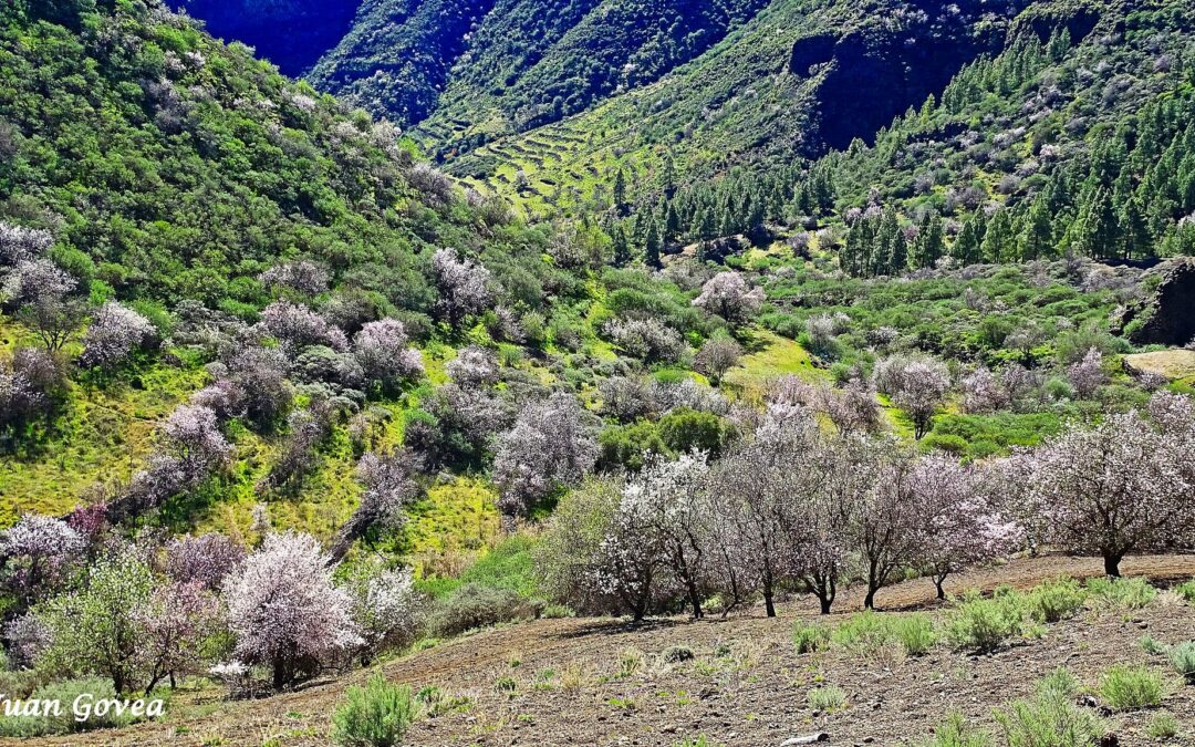 GRAN CANARIA «ALMENDROS EN FLOR»
