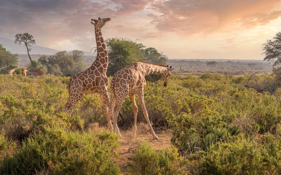 «KENIA» LA AVENTURA DE TU VIDA