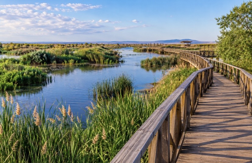 En pleno corazón de Castilla-La Mancha, entre las extensas llanuras manchegas, se encuentra uno de los espacios naturales más singulares de España: el Parque Nacional de las Tablas de Daimiel